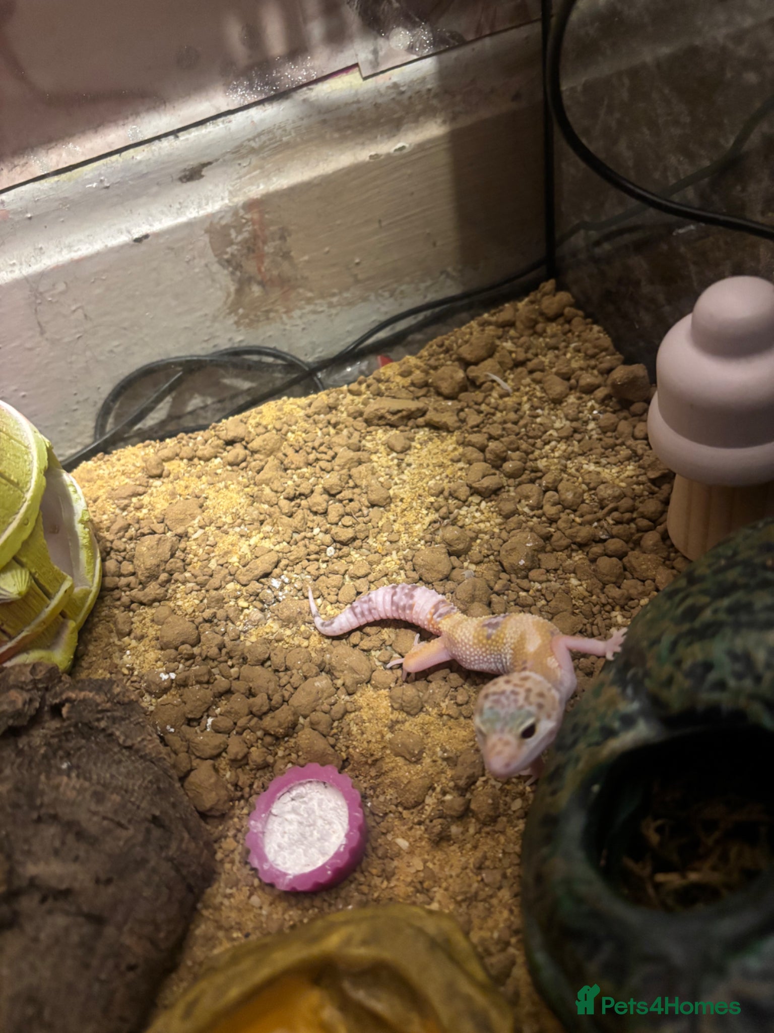 Gecko reptiles 5 month old leopard gecko for sale  - Advert 2
