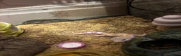 Gecko reptiles for sale: 5 month old leopard gecko for sale  in Manchester - Advert 1
