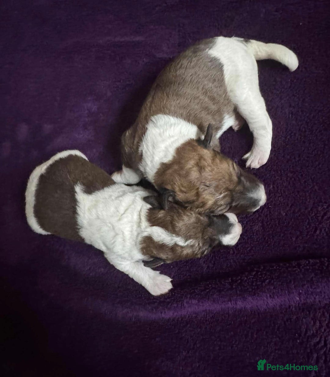 Fox Terrier dogs for sale: Stunning wire fox terrier puppies  - Advert 4