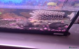 Terrapin reptiles for sale: 2 terrapins and full set up  - Image 4