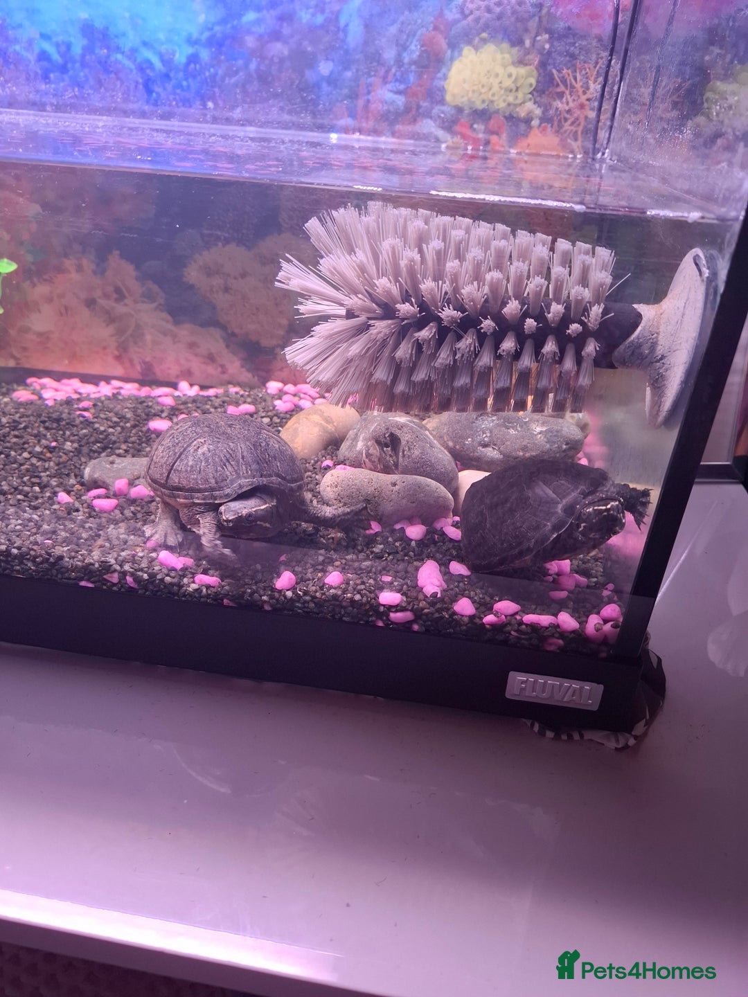 Terrapin reptiles for sale: 2 terrapins and full set up  - Image 4