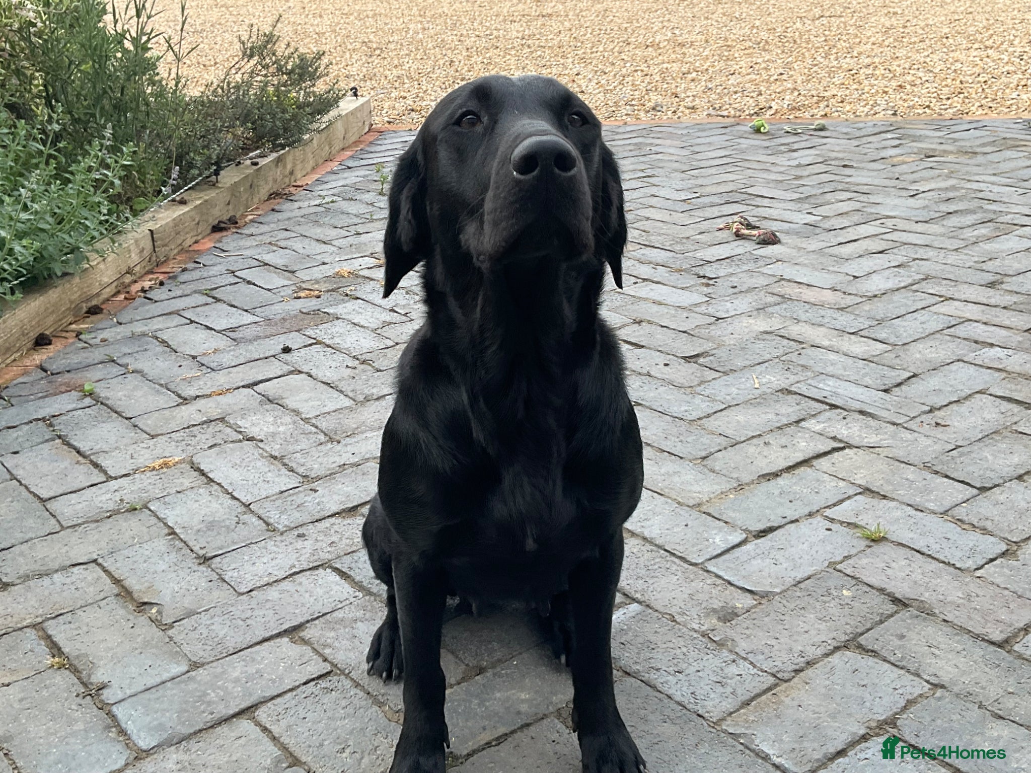 Labrador Retriever dogs KC Registered Black Labrador Puppies - Advert 1