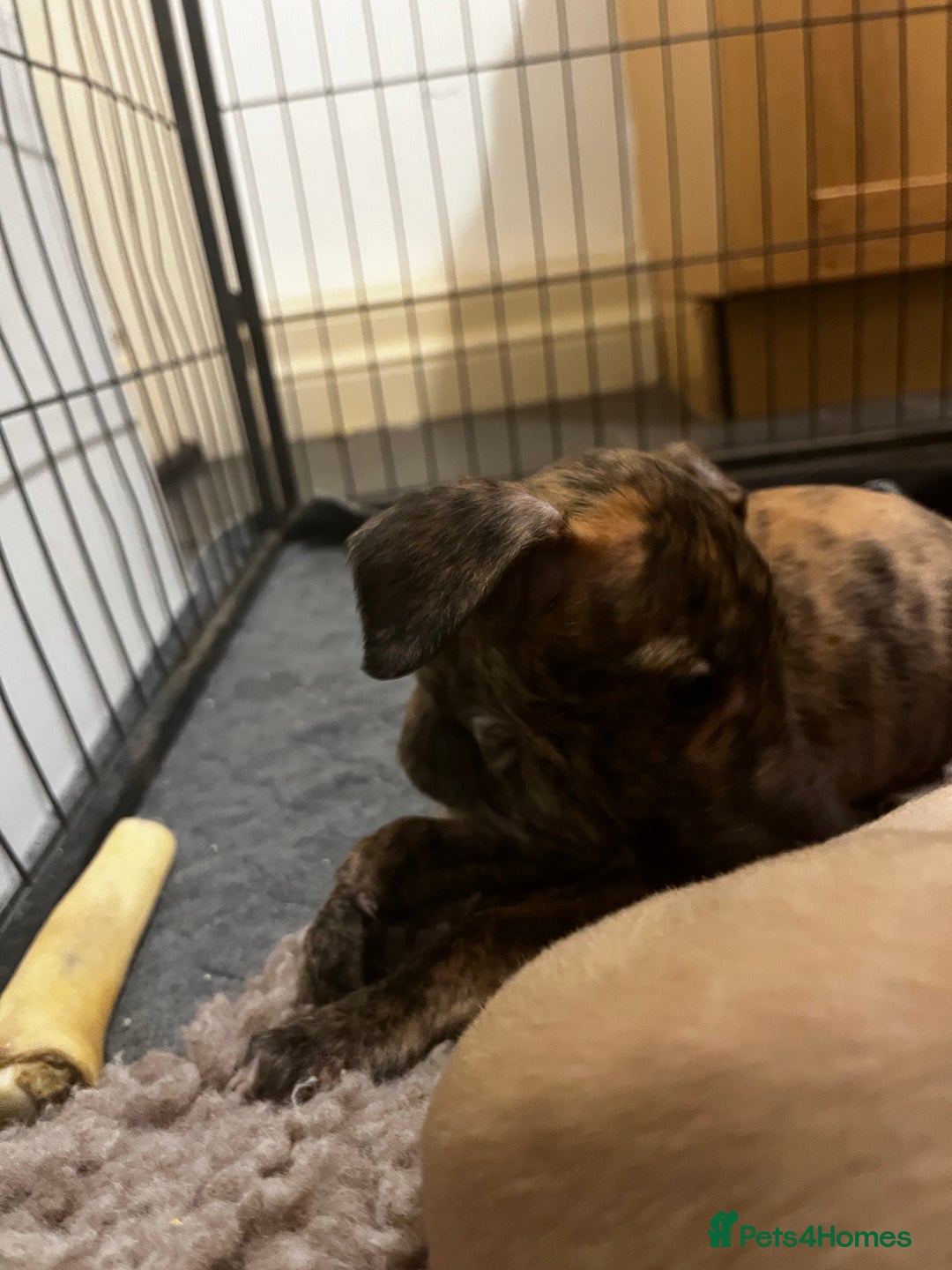 Whippet dogs for sale: Stunning KC Male - Advert 7