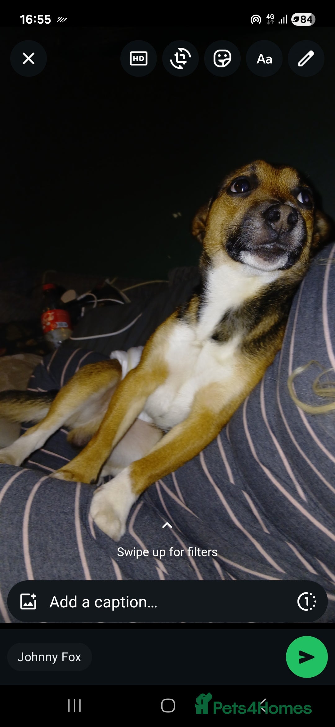 Jack Russell dogs Paddy the gentle jack - Advert 1