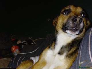 Jack Russell dogs Paddy the gentle jack - Advert 1