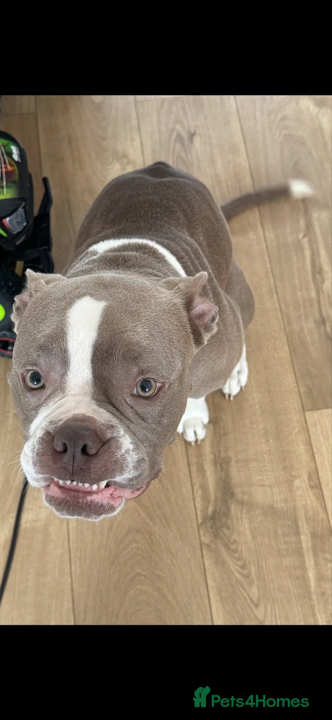 Old Tyme Bulldog dogs for sale: Old tyme bulldog looking for her forever home  - Advert 3