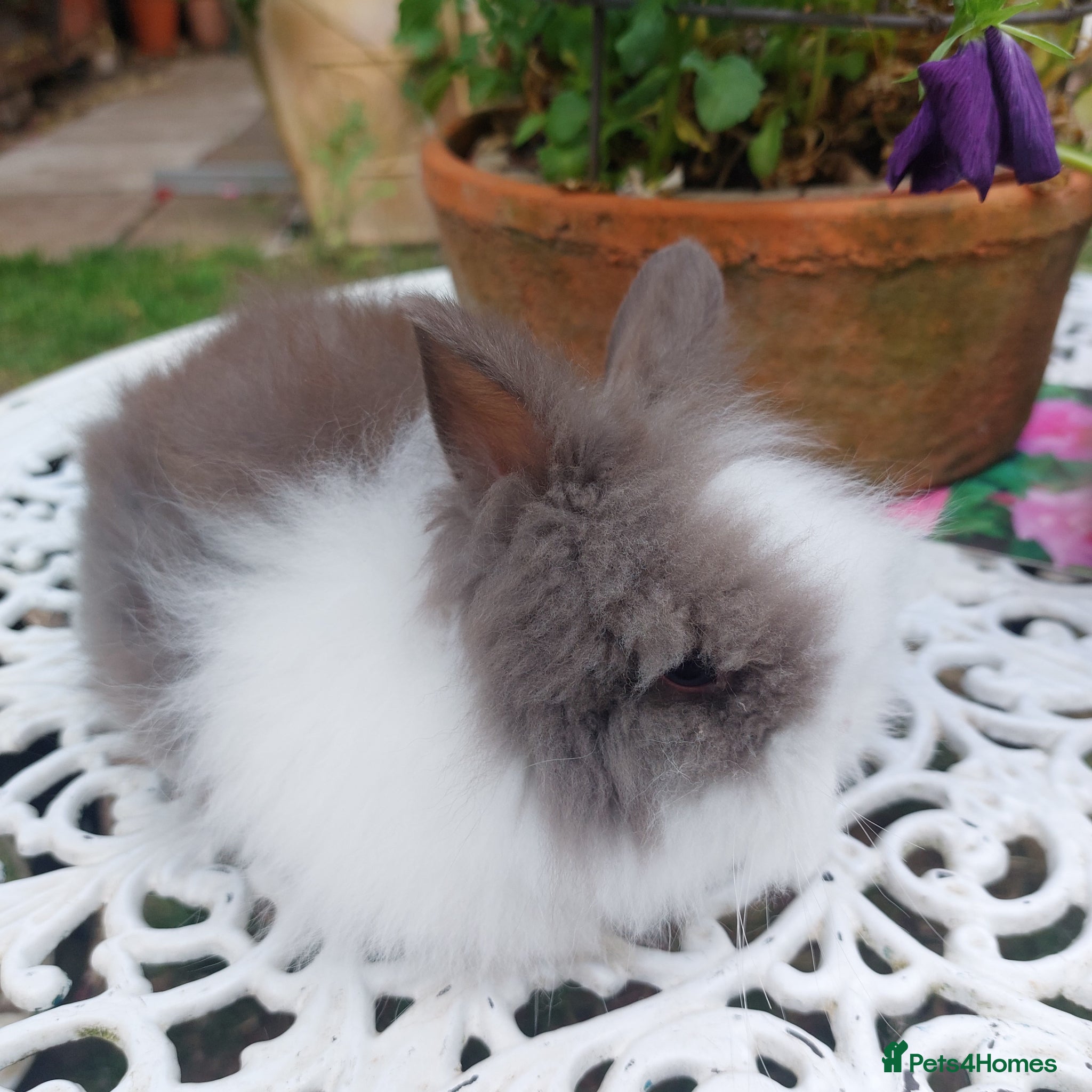 Lionhead rabbits PUREBRED DOUBLE/TEDDY LION HEAD BABIES  - Advert 2