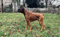 Boxer dogs for stud: KC Boxer Available for Stud | Champion Bloodlines - Image 10