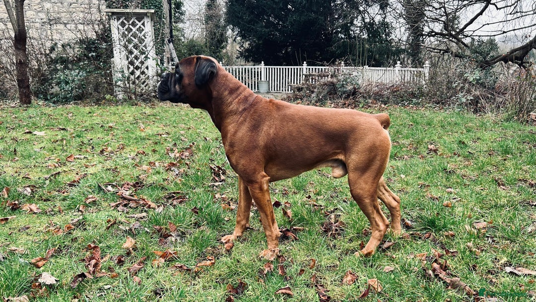 Boxer dogs for stud: KC Boxer Available for Stud | Champion Bloodlines - Image 10