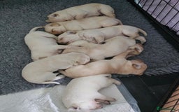 Labrador Retriever dogs for sale: Beautiful litter of yellow labrador retrievers - Image 2