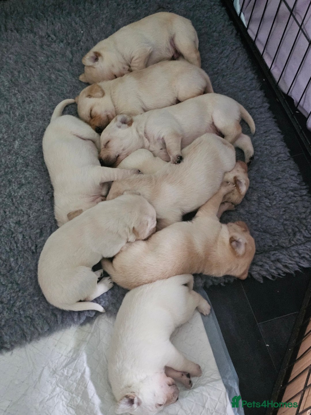 Labrador Retriever dogs for sale: Beautiful litter of yellow labrador retrievers - Image 2