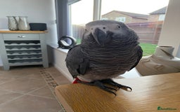 Parrots birds for sale: African Grey - Image 3