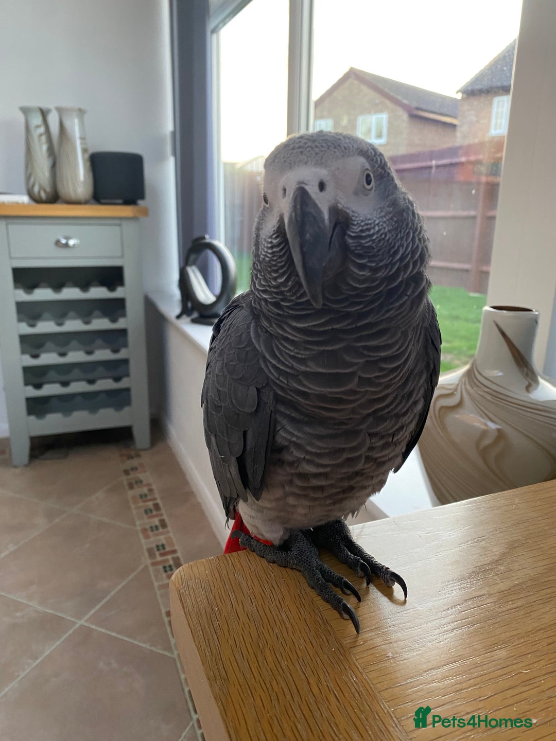 Parrots birds for sale: African Grey - Image 3