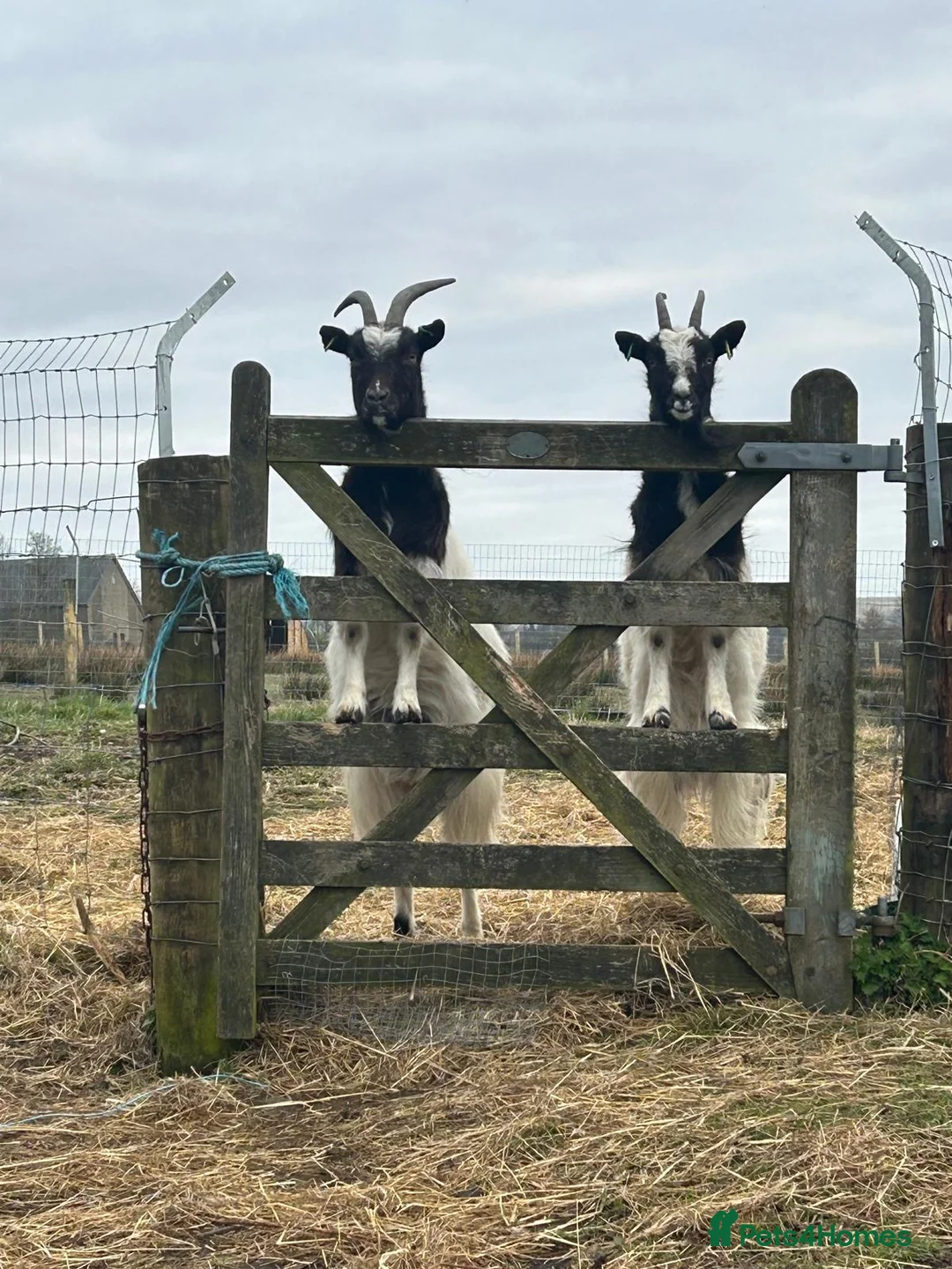 Goats livestock for sale: Pygmy goats  - Advert 5