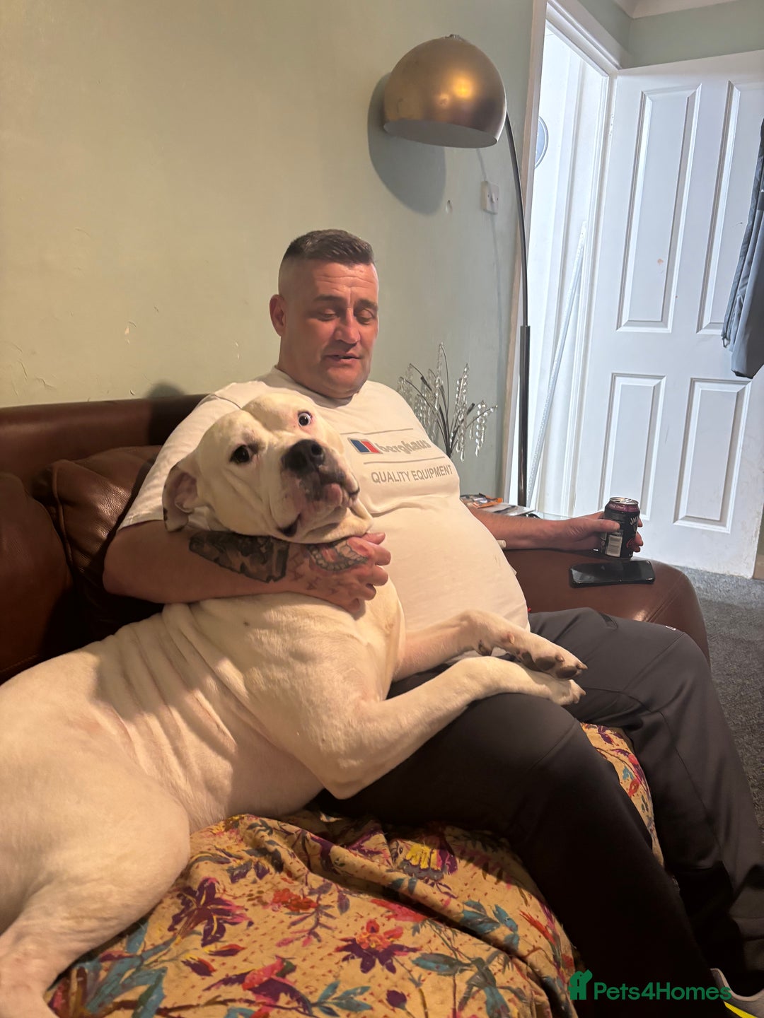 American Bulldog dogs for stud: Classic American bull 🇺🇸  - Image 4