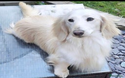 Miniature Dachshund dogs for sale: Miniature Dachshund puppies  - Image 9