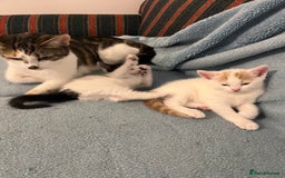 Mixed Breed cats for sale: Pretty kittens - Image 3