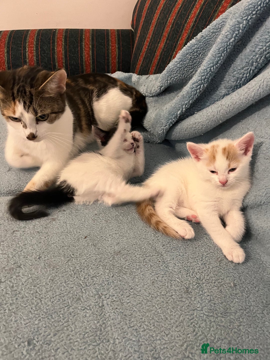Mixed Breed cats for sale: Pretty kittens - Image 3