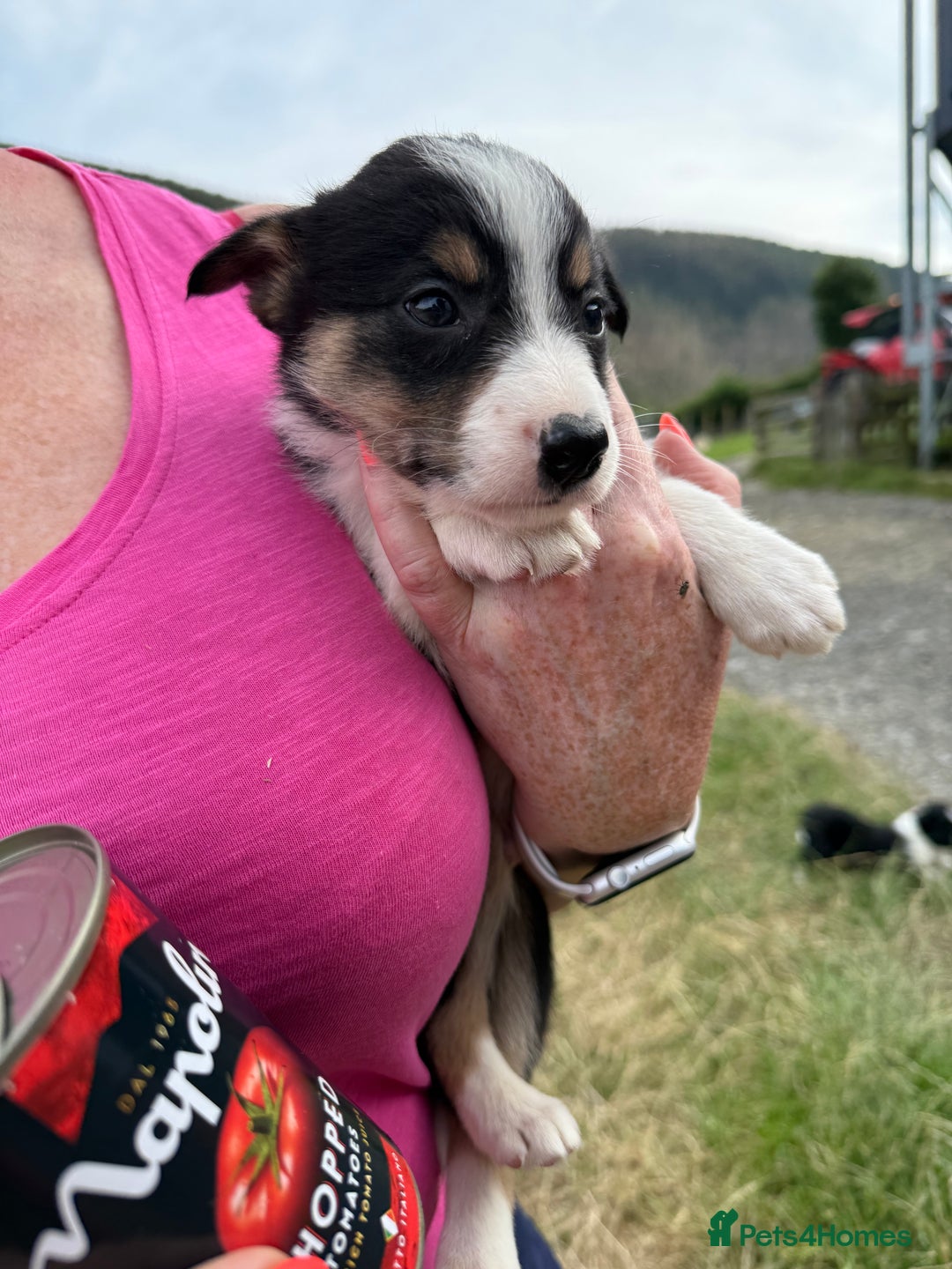 Border Collie dogs for sale: Mid Wales border collie pups  - Image 13