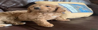 Cavachon Puppy 5