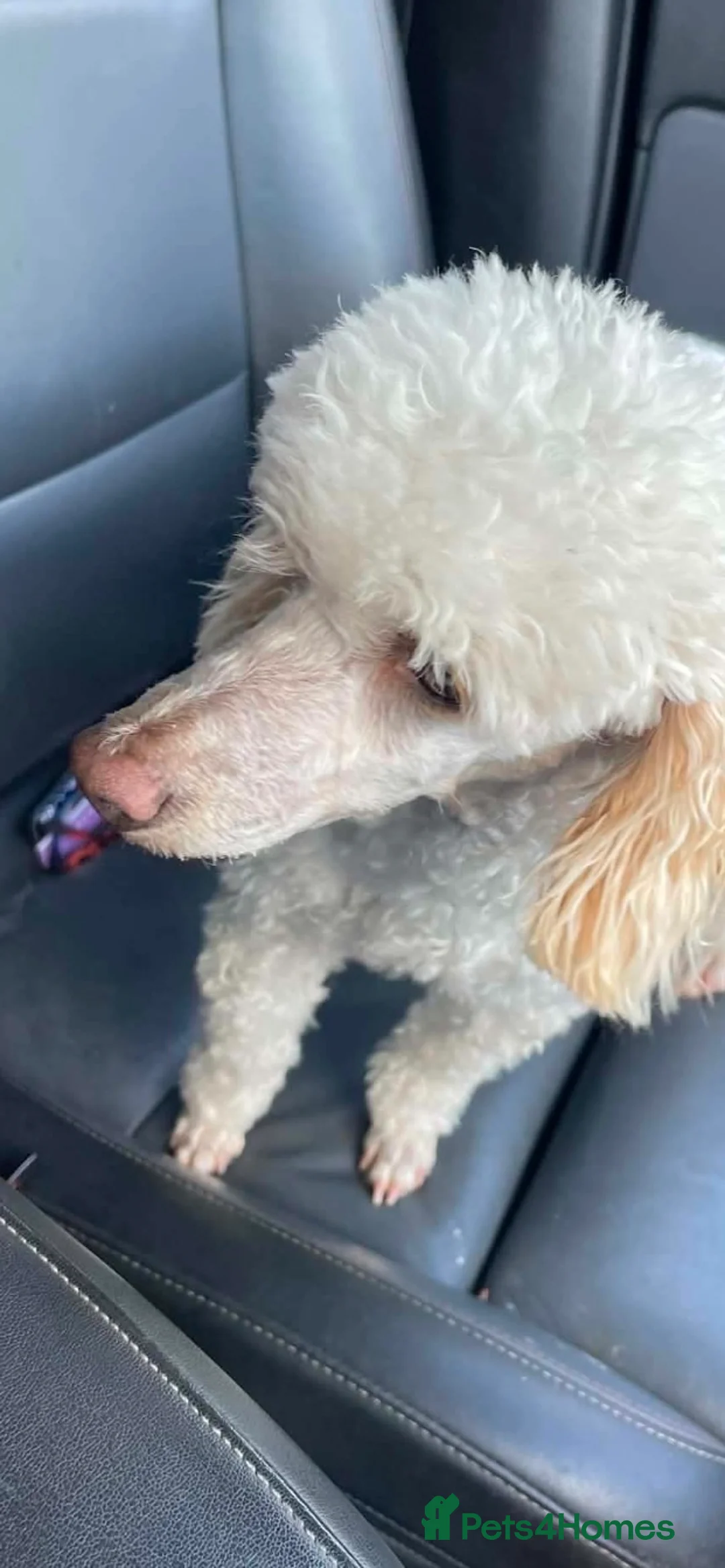 Toy Poodle dogs for sale: Toy poodle pups - Advert 1