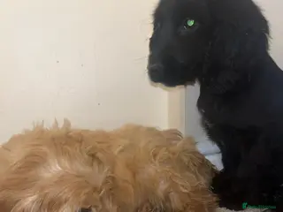 Cockapoo dogs Cockapoo - Advert 1