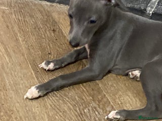 Italian Greyhound dogs KC REGISTERED ITALIAN GREYHOUND BITCH PUPPY - Advert 3