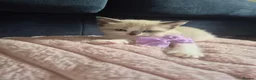 Ragdoll cats for sale: Ragdoll Kittens  - Advert 4