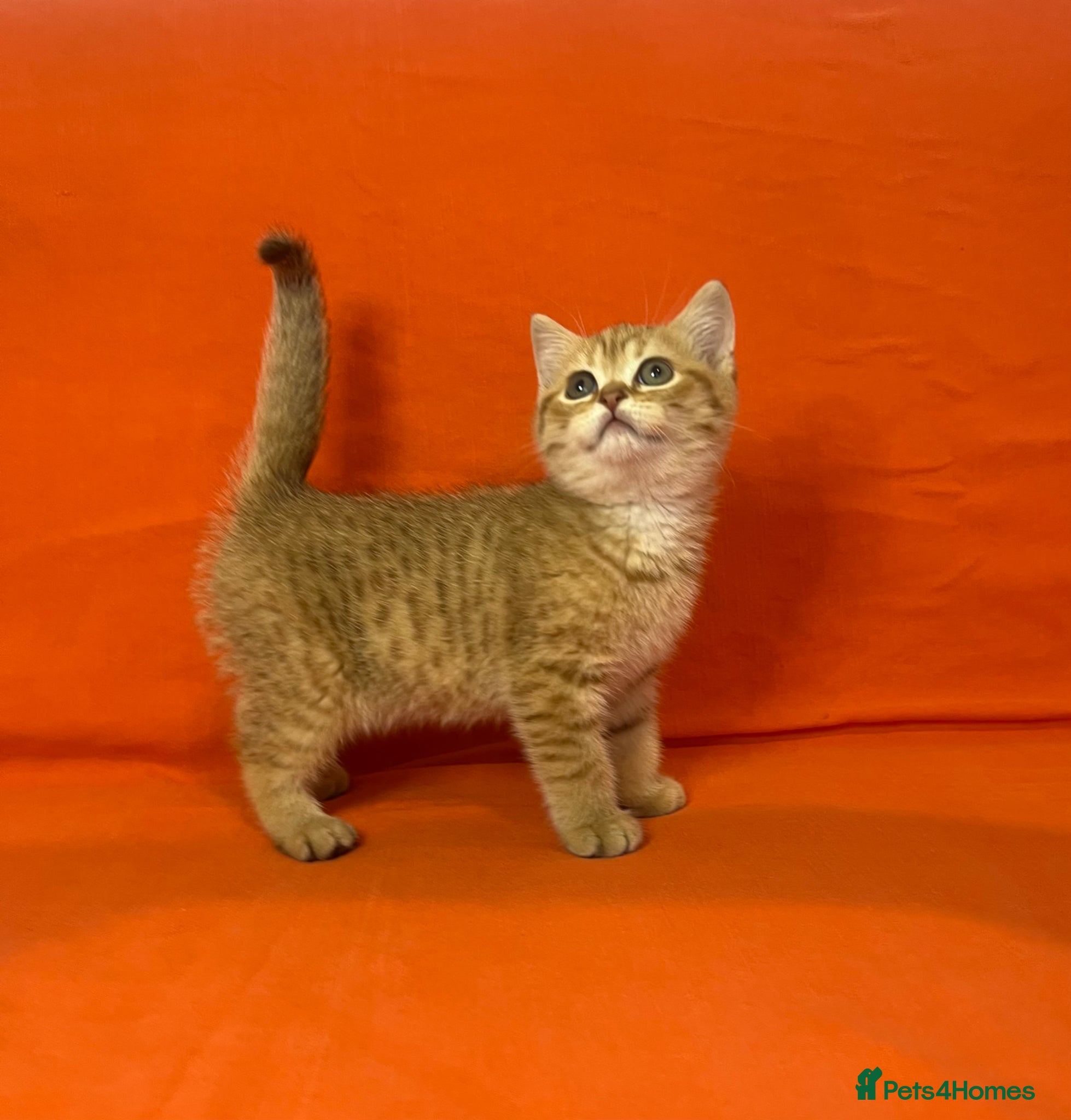 British Shorthair cats 🐾Purebred BSH Kittens🐾  - Advert 1