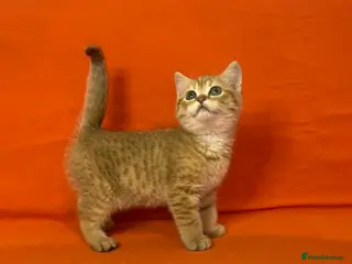 British Shorthair cats 🐾Purebred BSH Kittens🐾 - Advert 3