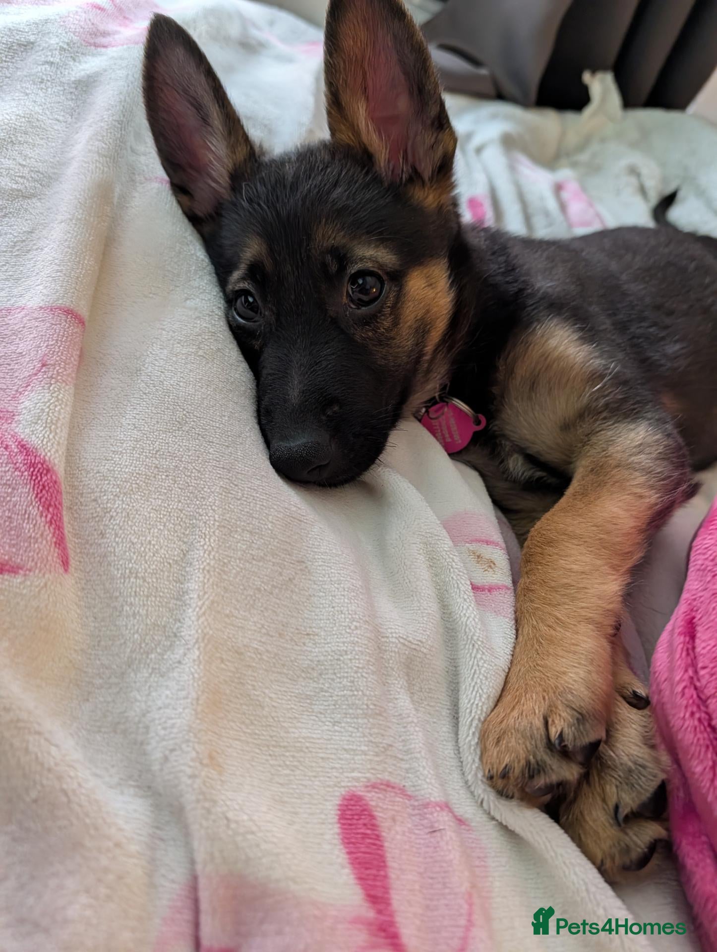 German Shepherd dogs Beautiful Female pup - Advert 6