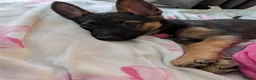 German Shepherd dogs for sale: Beautiful Female pup in Manchester - Advert 1