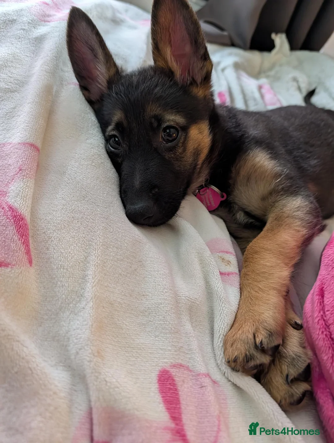 German Shepherd dogs for sale: Beautiful Female pup in Manchester - Advert 1