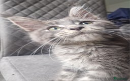 Maine Coon cats for sale: Maine coon kittens  - Image 18