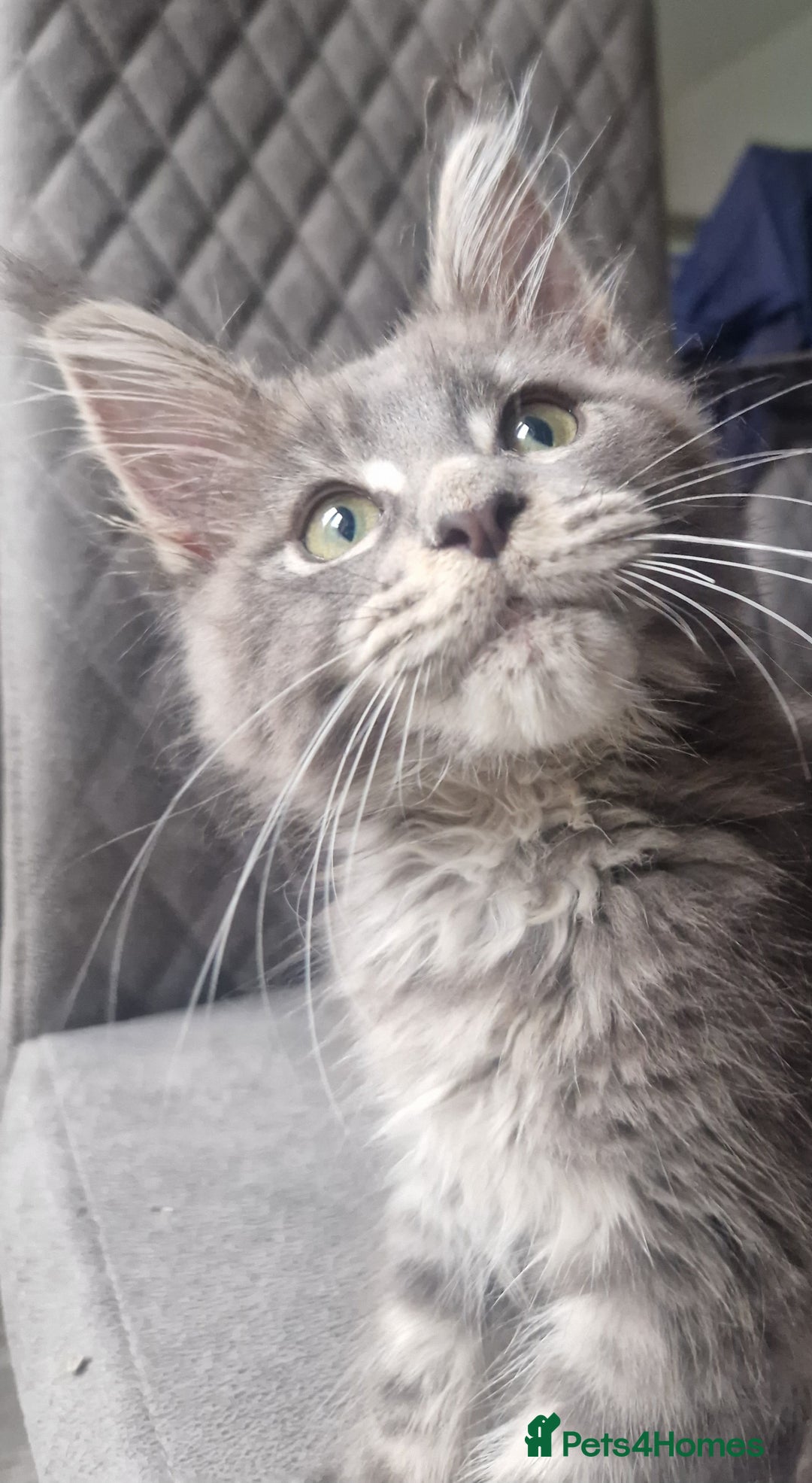 Maine Coon cats for sale: Maine coon kittens  - Image 18