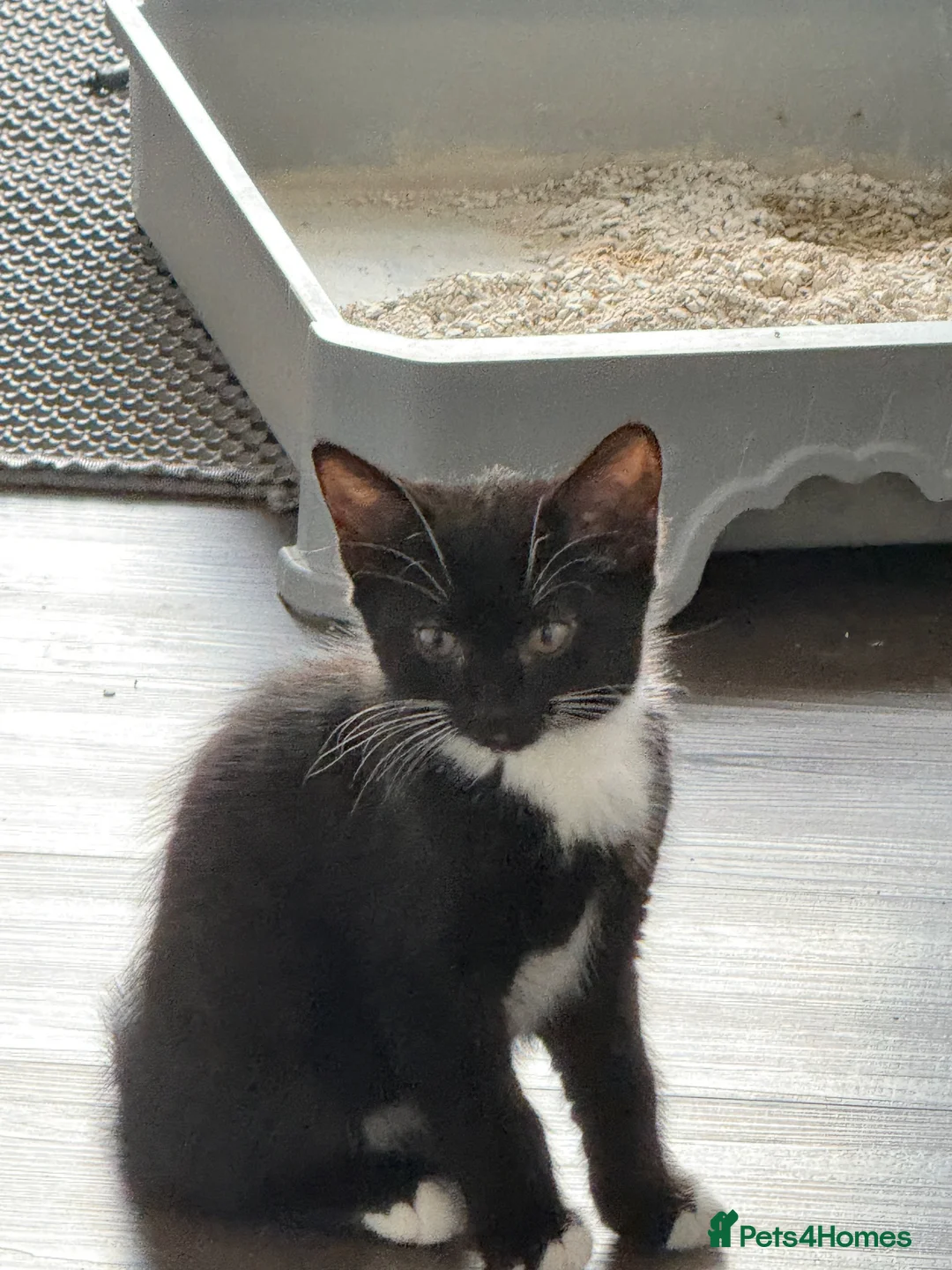 Mixed Breed cats for sale: Kittens for Sale in Barnsley - Advert 13