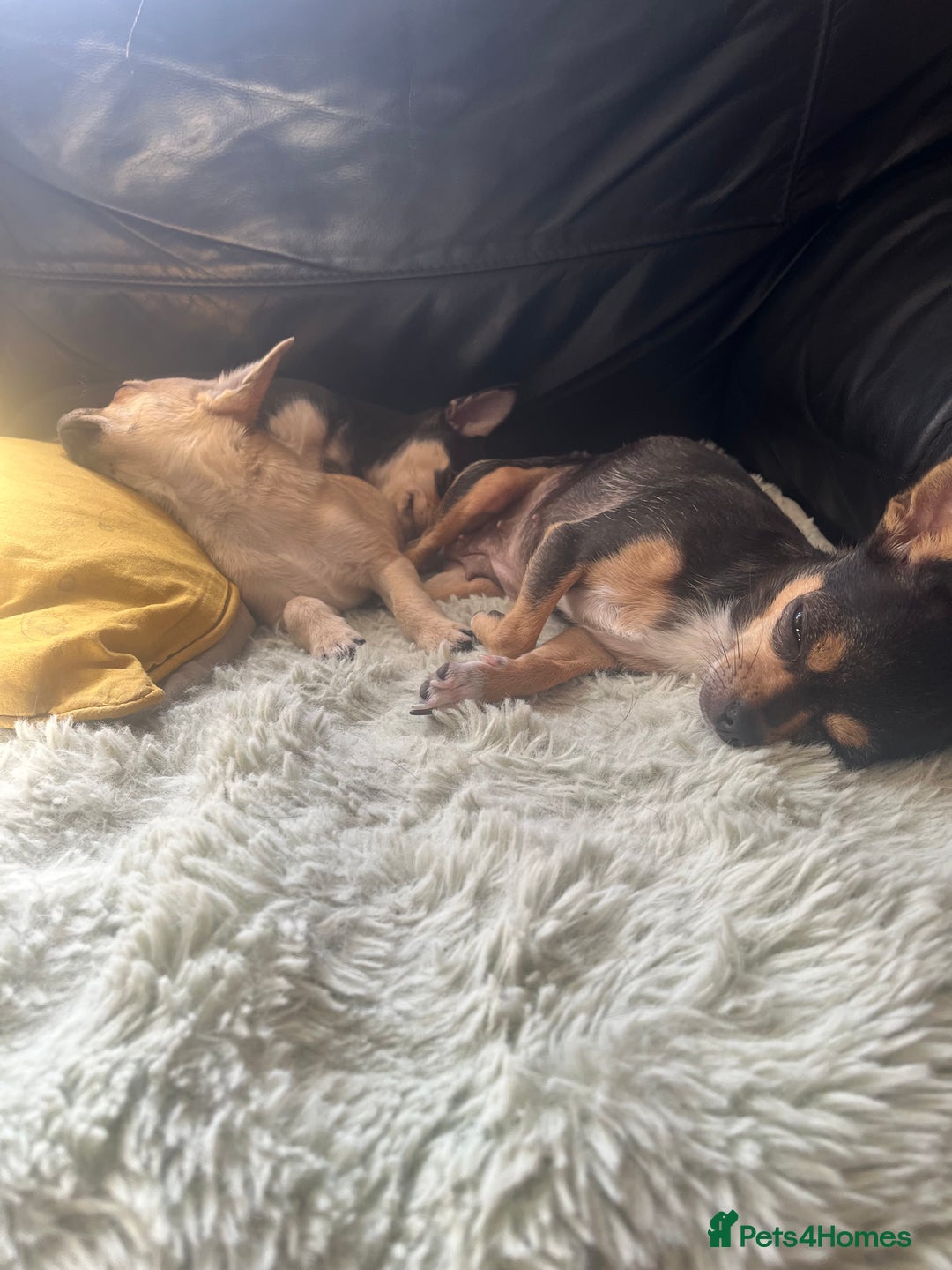 Chihuahua dogs for sale: Stunning chihuahua puppies  - Image 3