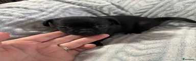 Mixed Breed Puppy 3