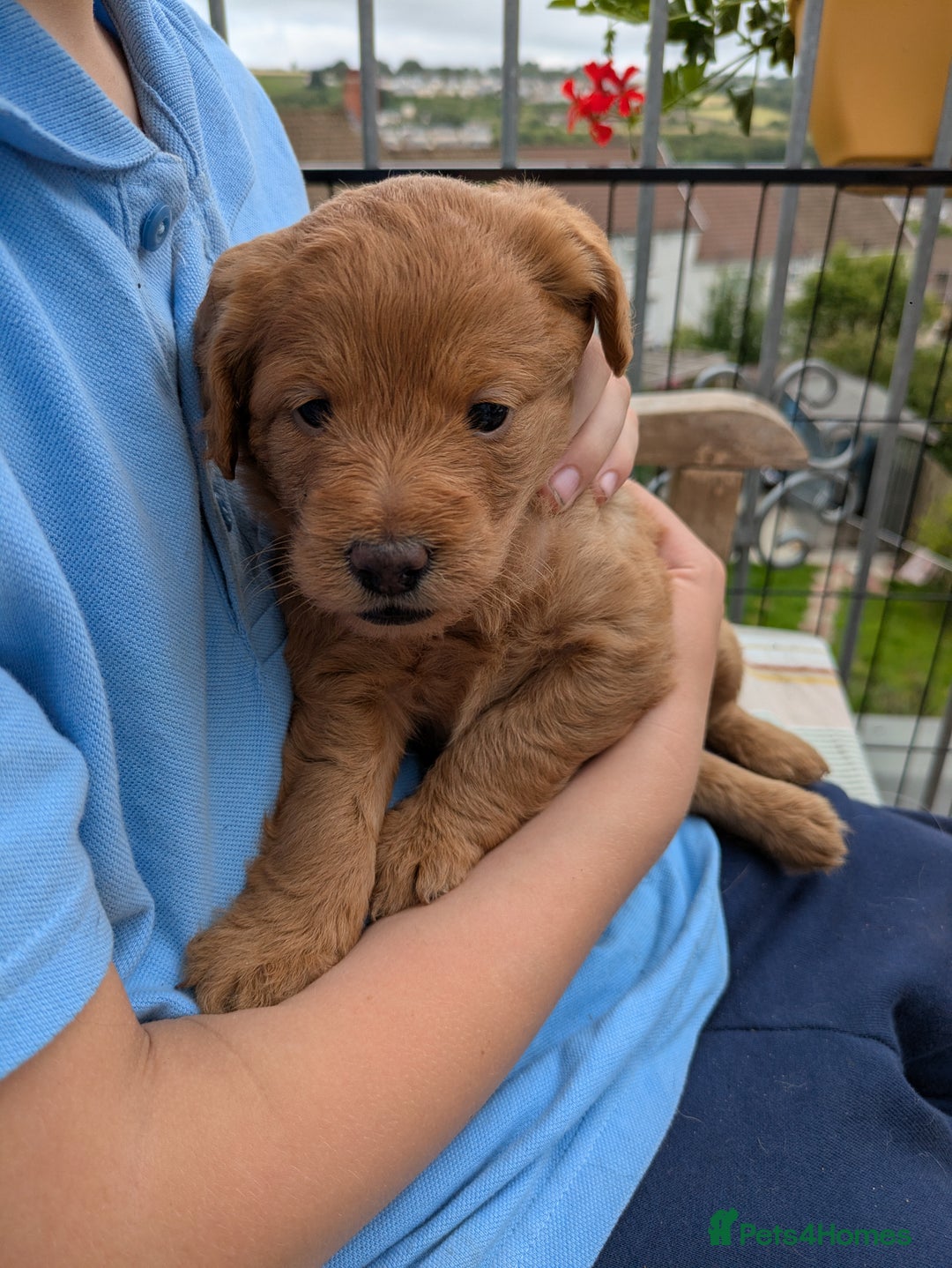 Labradoodle dogs for sale: Fox Red Labradoodles. 4 boys 3 girls  - Image 17