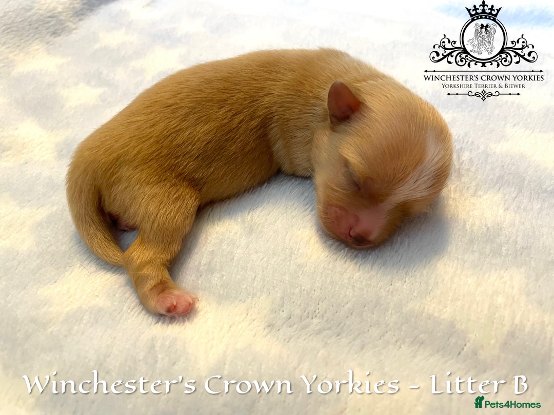 Yorkshire Terrier dogs for sale: ❤️ Champion heritage KC reg.PEDIGREE puppies! 🐶❤️ - Image 15