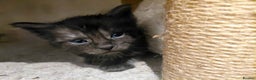 Maine Coon cats for sale: Maine Coon kittens  - Advert 16