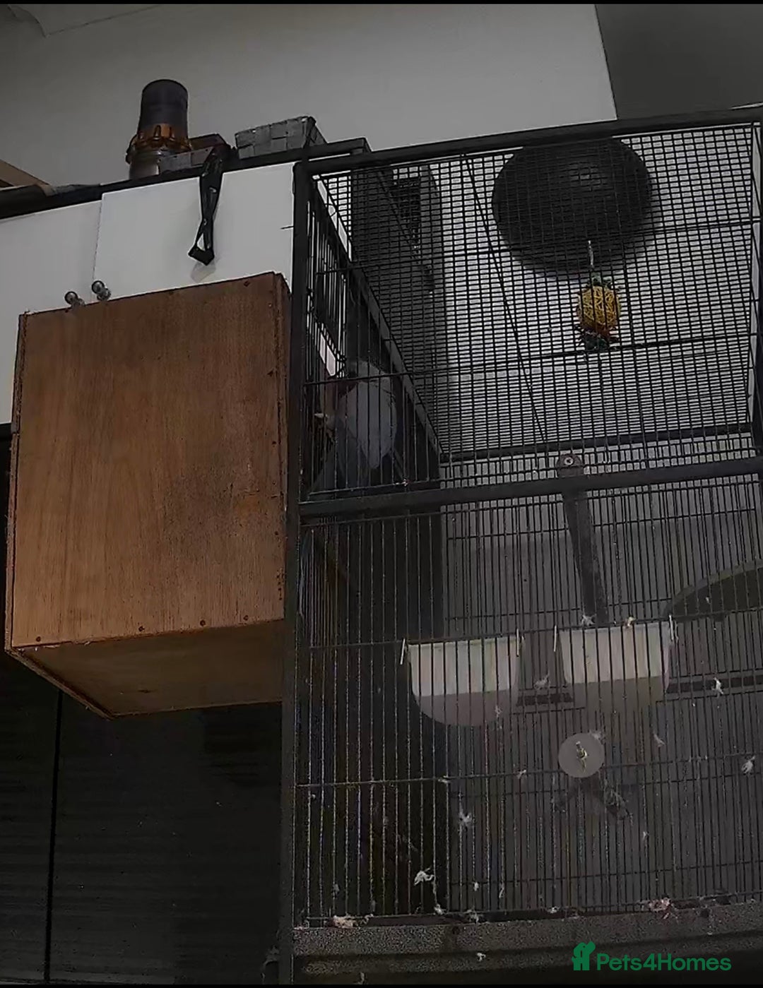 Ringnecks birds for sale: Ringneck pair Violet  - Advert 2