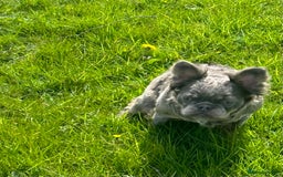 French Bulldog dogs for sale: Lilac & Tan Fluffy French Bulldog carrying pink - Image 3