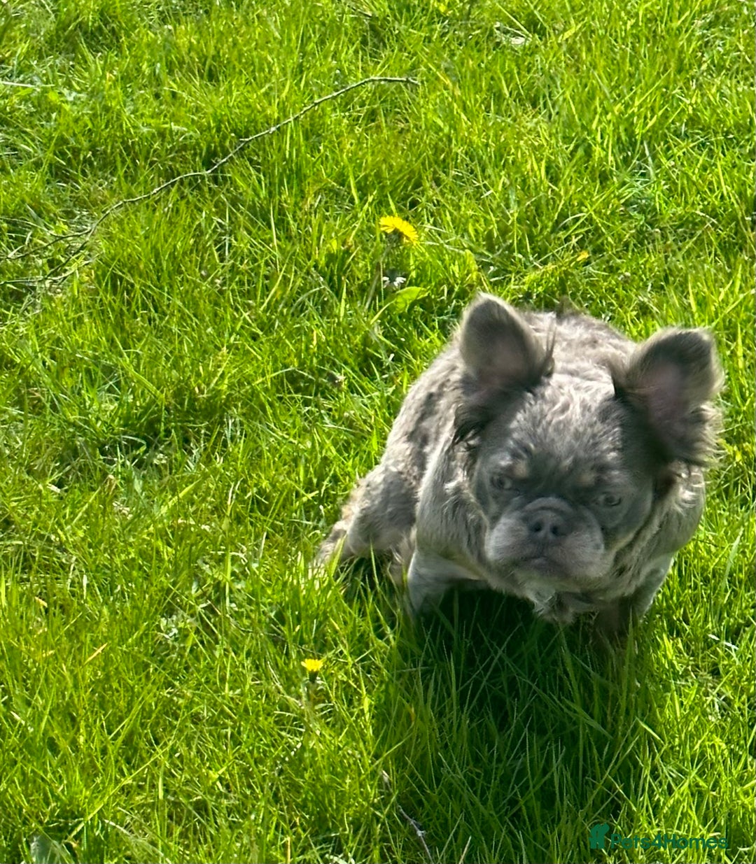 French Bulldog dogs for sale: Lilac & Tan Fluffy French Bulldog carrying pink - Image 3