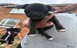 Mixed Breed dogs for sale: Pug x staffy pups REDUCED - Image 15