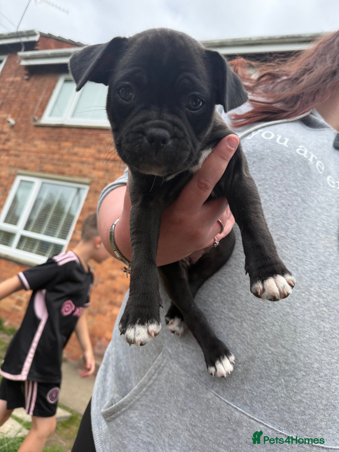 Mixed Breed dogs for sale: Pug x staffy pups REDUCED - Image 15