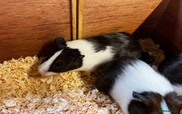 Guinea Pig rodents for sale: Bonded group of young boars - Image 5