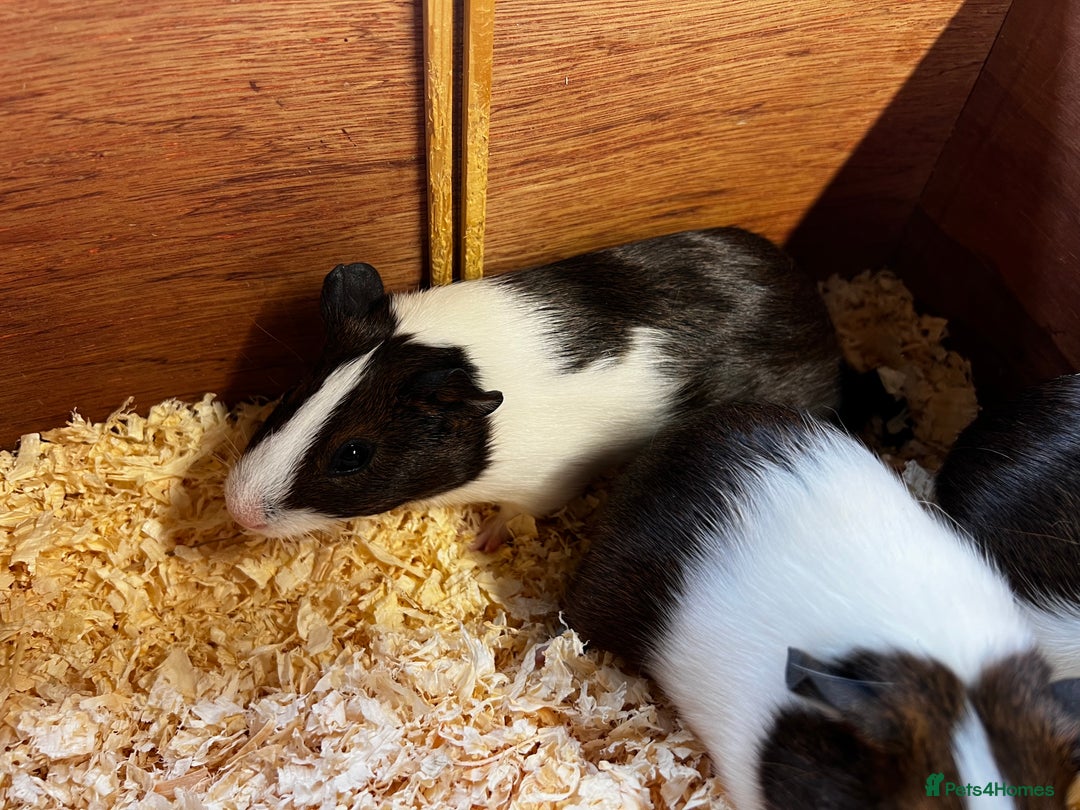 Guinea Pig rodents for sale: Bonded group of young boars - Image 5