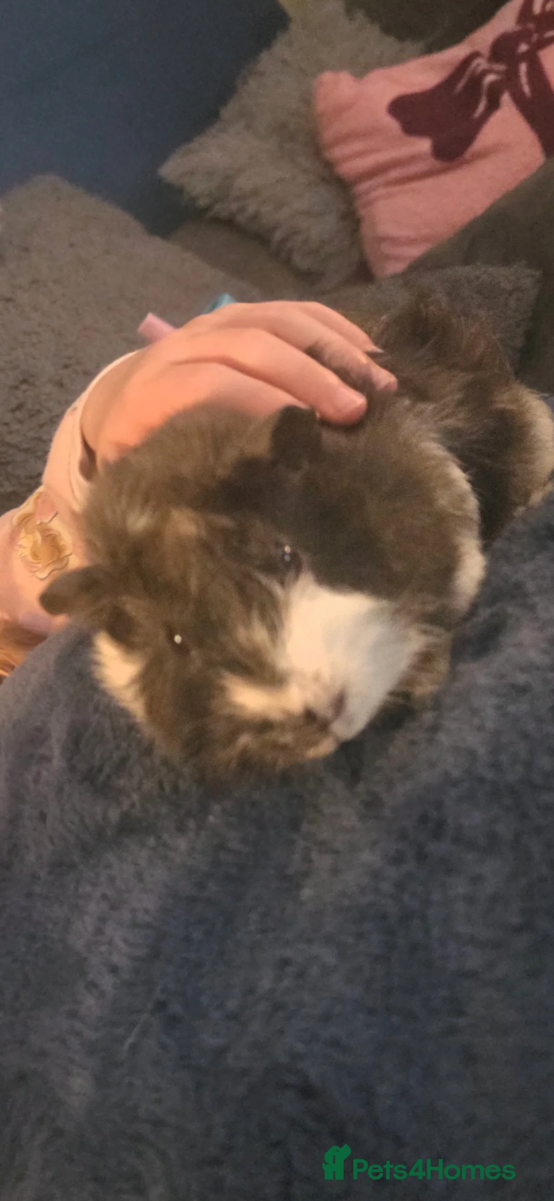 Guinea Pig rodents for sale: Bonded pair male guinea-pigs  - Advert 2