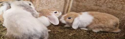 Dwarf Lop rabbits for sale: Friendly, lovely, laidback dwarf lop girls🐰🥰 - Advert 17